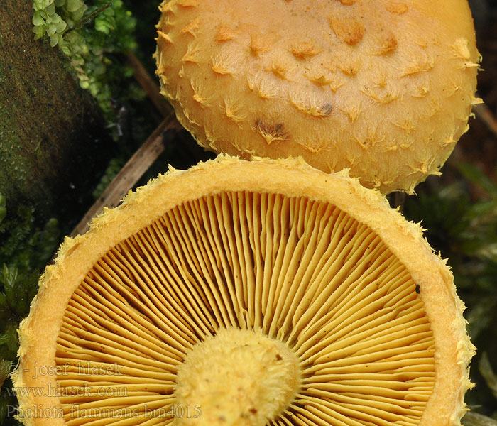 Pholiota flammans Plamena ljuskavica Foliota llameante