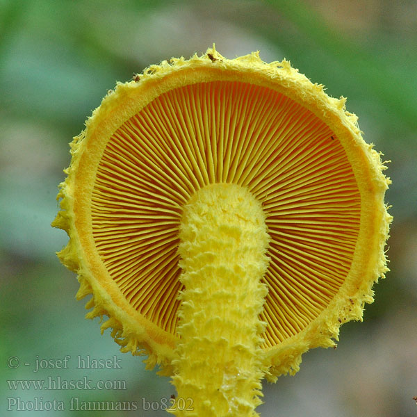 Pholiota flammans Liesmainā zvīnene Goudgele bundelzwam