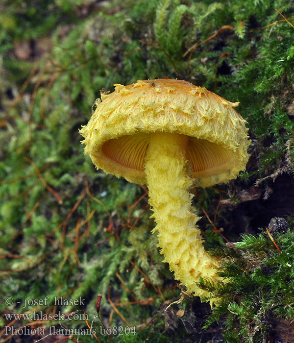 Pholiota flammans Gražioji skujagalvė Svovelskjellsopp