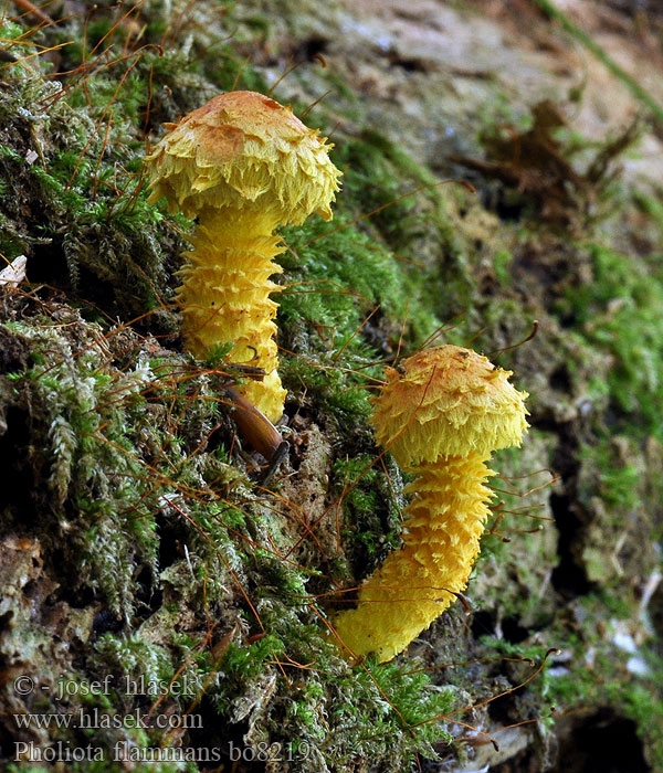 Pholiota flammans чешуйчатка огненная ハナガサタケ Flamme-skælhat