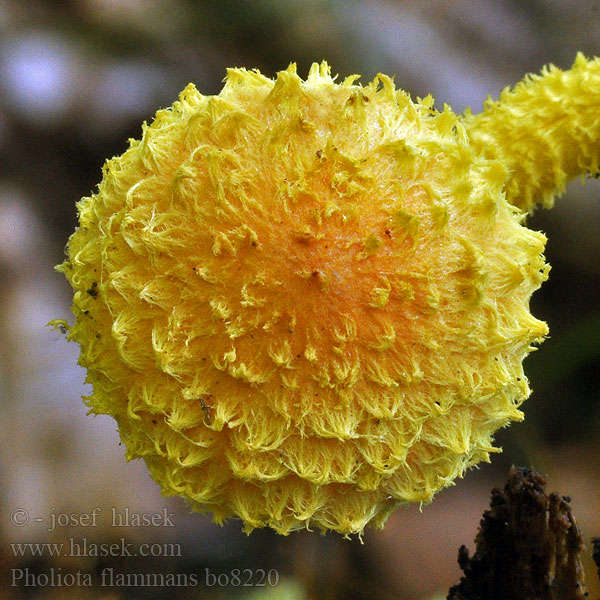 Pholiota flammans Šupinovka ohnivá