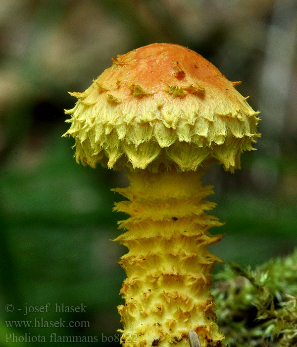 Pholiota flammans Feuer-Schüppling Łuskwiak ognisty