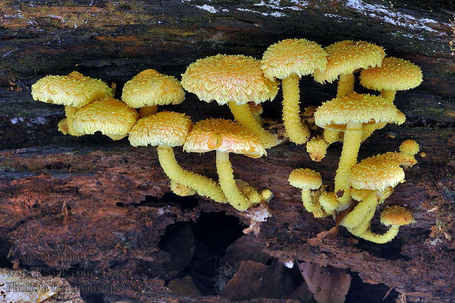 Svaveltofsskivling Tulihelokka Plamenasti luskinar Pholiota flammans