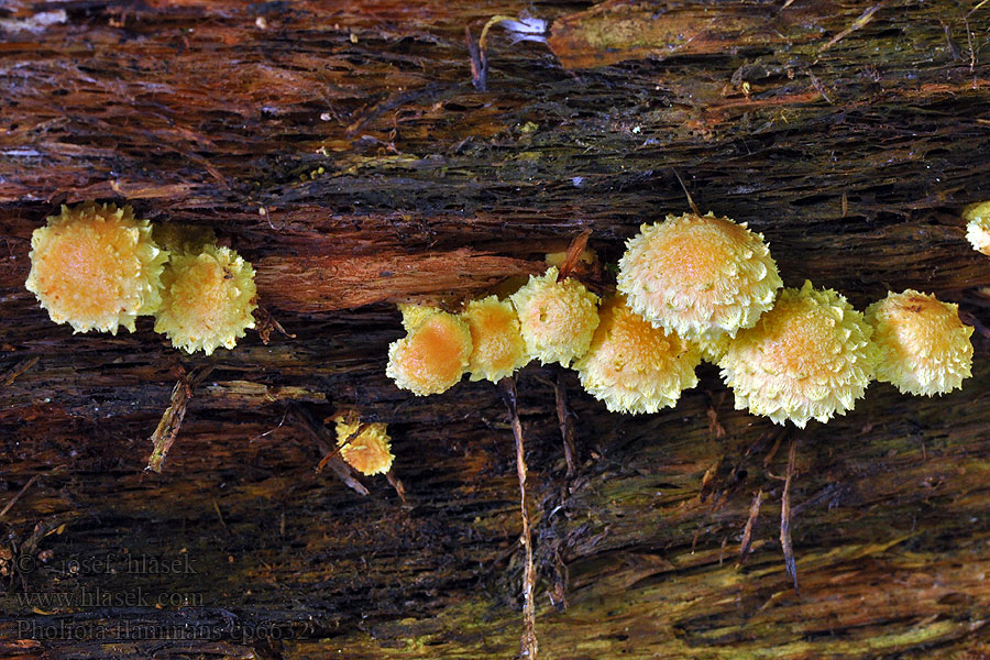 Flaming Scalycap Svavelgul flamskivling Pholiota flammans