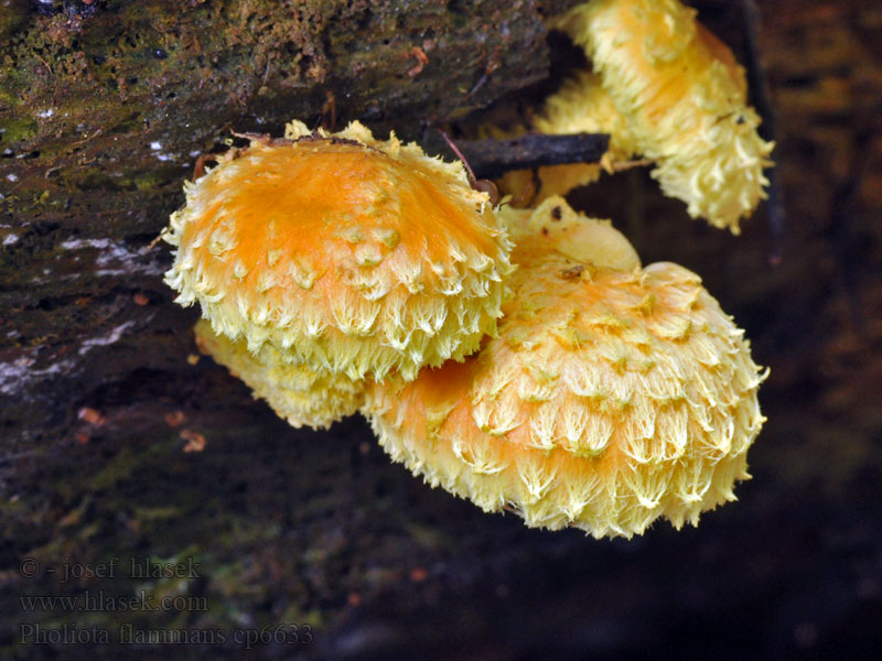 Feuer-Schüppling Łuskwiak ognisty Pholiota flammans