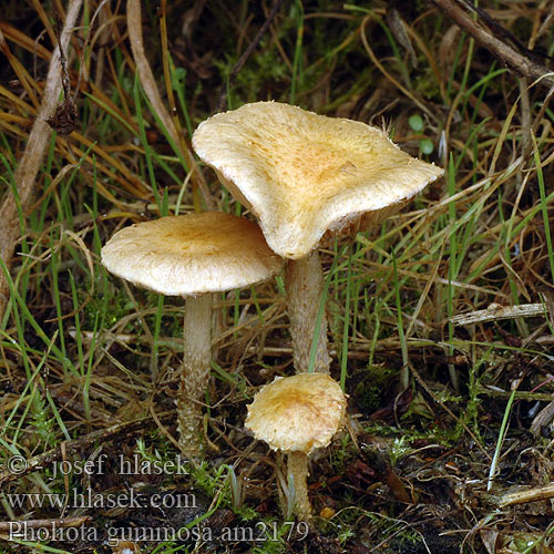 Pholiota gummosa Flammula Gymnopilus Šupinovka gumovitá