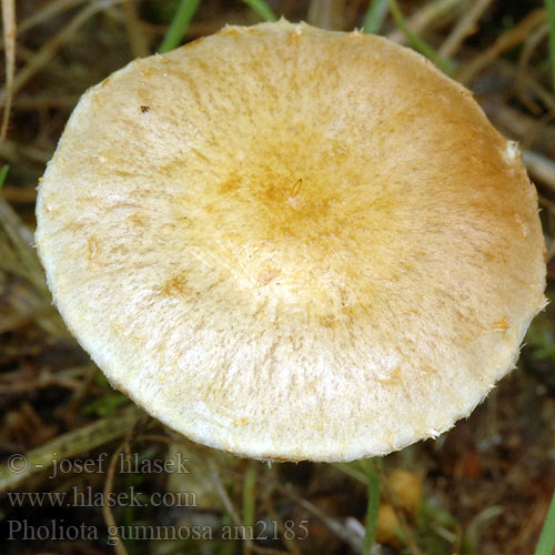 Pholiota gummosa am2185