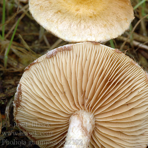 Pholiota gummosa am2192