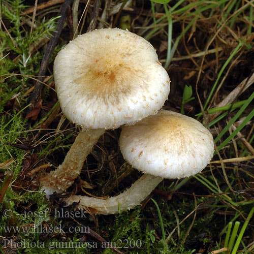 Pholiota gummosa am2200