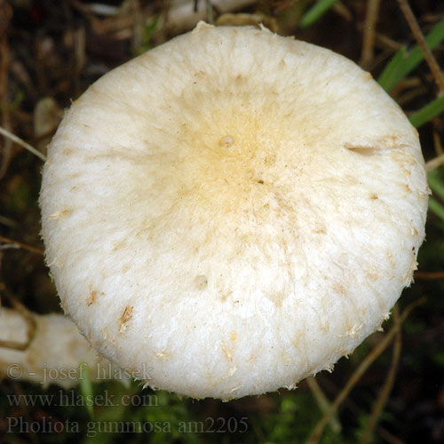 Pholiota gummosa am2205