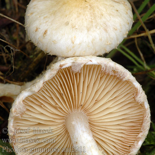 Pholiota gummosa am2211