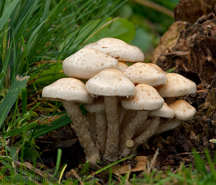 Šupinovka gumovitá gumová Pholiota gummosa