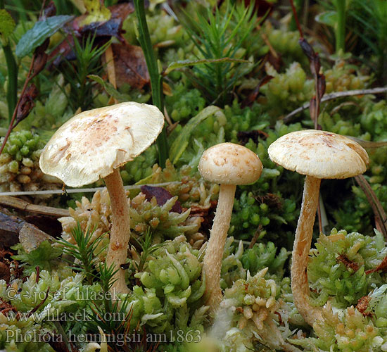 Pholiota henningsii am1863