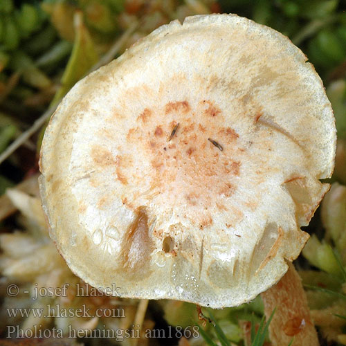 Pholiota henningsii am1868