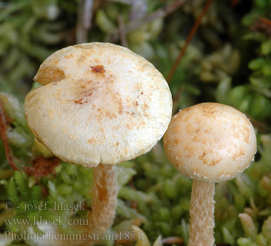 Pholiota henningsii am1871