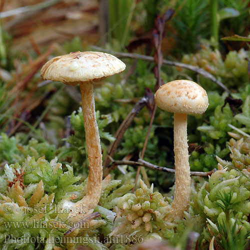 Heningo skujagalvė Pholiota henningsii Flammula Šupinovka Henningsova Torfmoosschüppling Torfmoos-Schüppling Moor-Schüppling Veenmosbundelzwam Kärrtofsskivling Tørve-skælhat Tørveskælhat