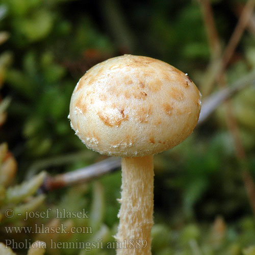 Pholiota henningsii am1889