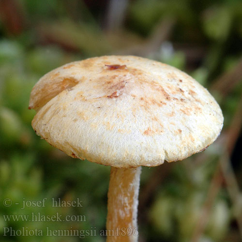 Pholiota henningsii am1896