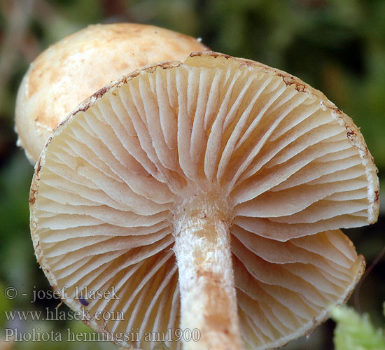 Pholiota henningsii am1900