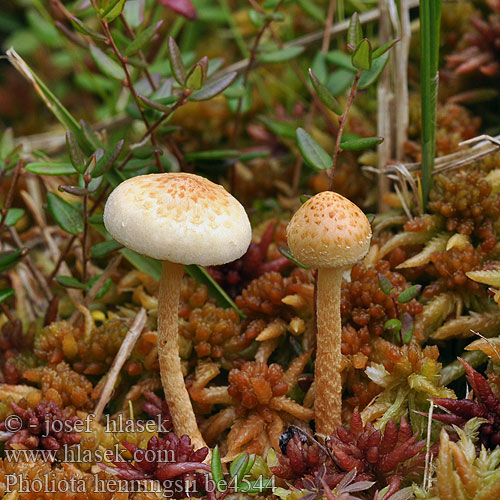 Pholiota henningsii be4544