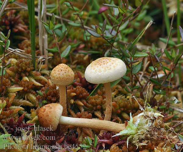 Pholiota henningsii be4552