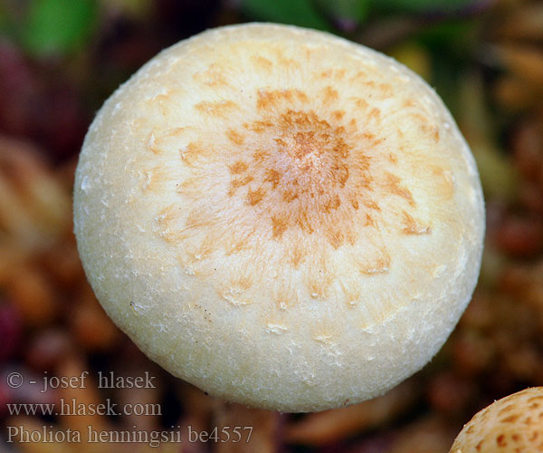 Pholiota henningsii be4557