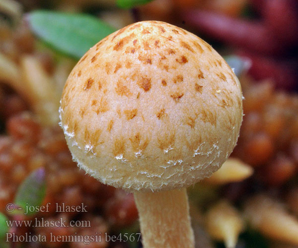 Pholiota henningsii be4567