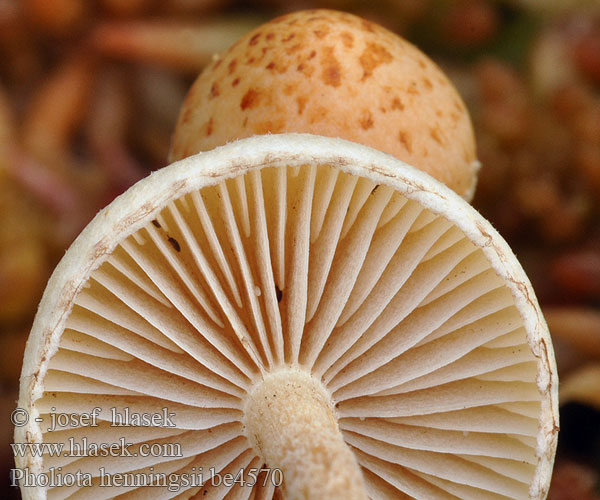 Pholiota henningsii be4570