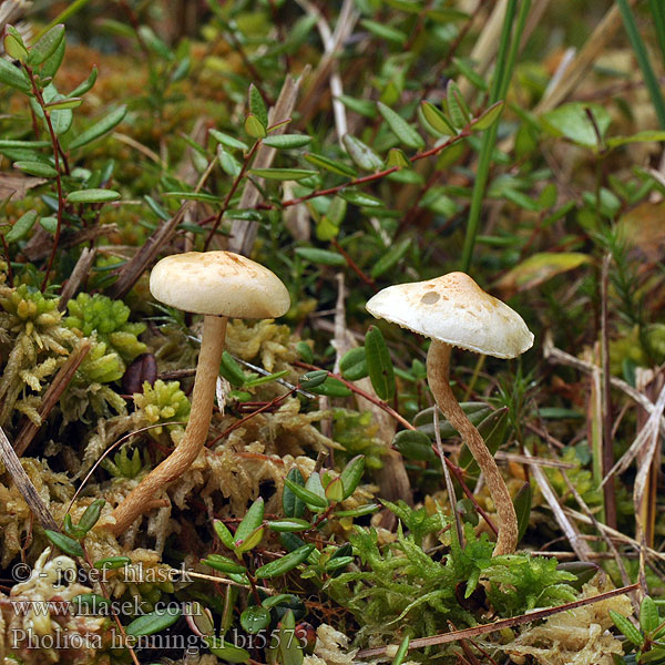 Heningo skujagalvė Pholiota henningsii Flammula Šupinovka Henningsova Torfmoosschüppling Torfmoos-Schüppling Moor-Schüppling Veenmosbundelzwam Kärrtofsskivling Tørve-skælhat Tørveskælhat