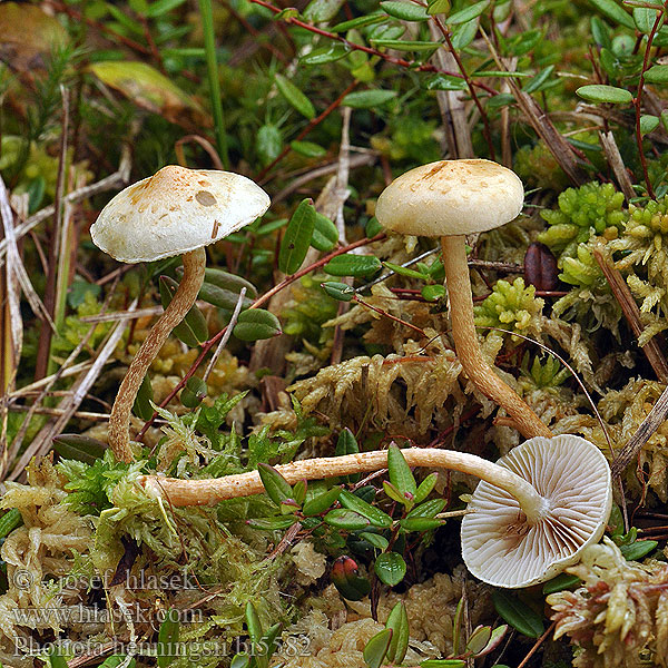 Flammula henningsii Pholiota Šupinovka Henningsova Torfmoosschüppling Torfmoos-Schüppling Moor-Schüppling Veenmosbundelzwam Kärrtofsskivling Tørve-skælhat Tørveskælhat Heningo skujagalvė