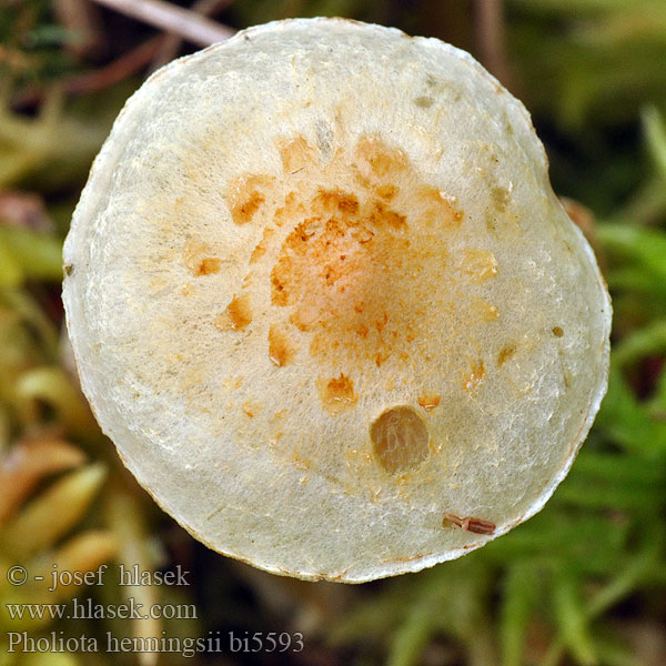 Pholiota henningsii bi5593