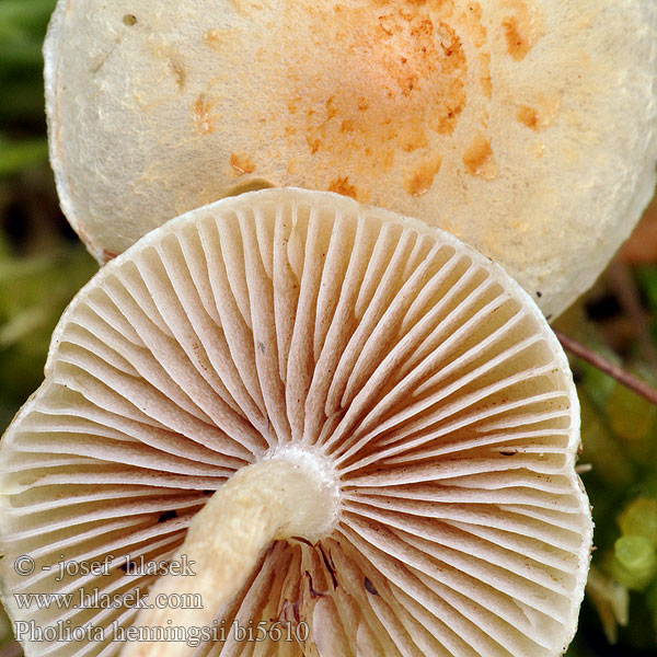Pholiota henningsii bi5610