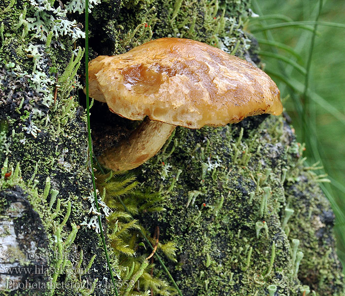 Pholiota heteroclita Hemipholiota Šupinovka zavalitá