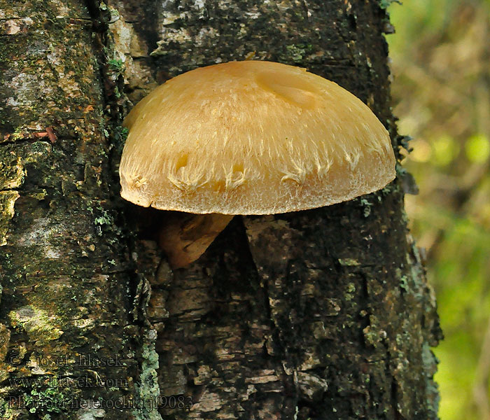 Šupinovka zelenkastolupeňová Pholiota heteroclita