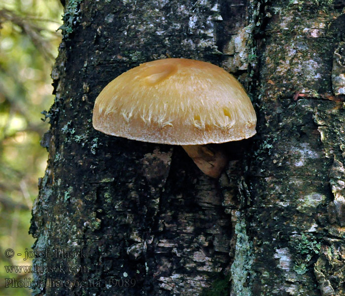 Łuskwiak włóknistołuskowaty Pholiota heteroclita