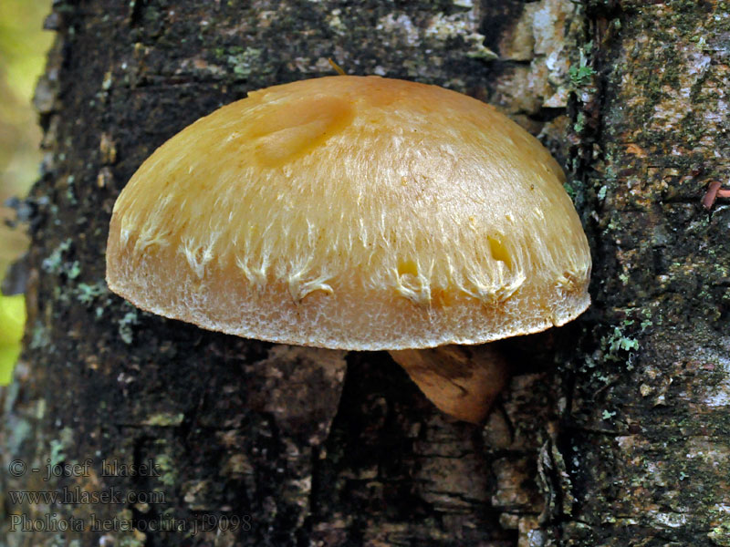 Abweichende Schüppling Berkebundelzwam Pholiota heteroclita