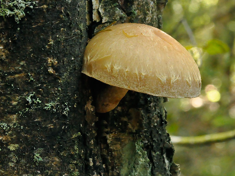 Hemipholiota Šupinovka zavalitá Pholiota heteroclita