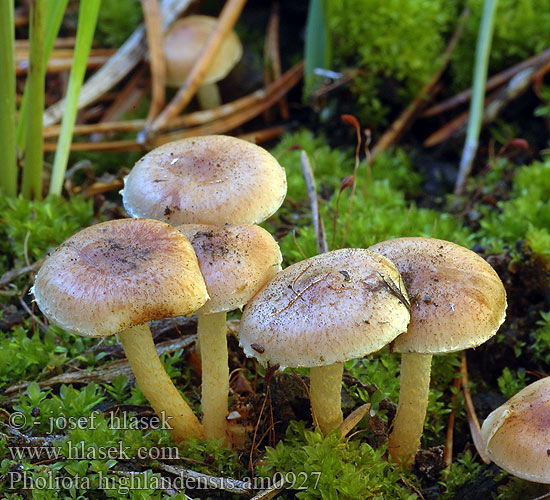 Bonfire Pholiota Scalycap Charcoal Pholiota Pholiote Highland