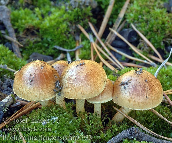 Pholiota highlandensis am0933