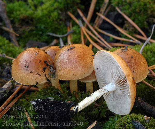 Pholiota highlandensis am0940