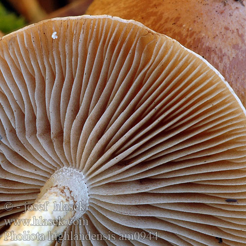 Pholiota highlandensis am0944