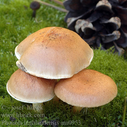 Pholiota highlandensis am0953