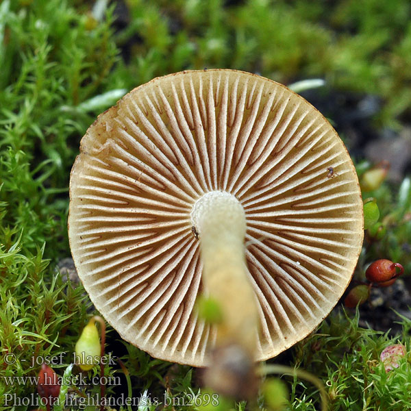 Bonfire Pholiota Scalycap Charcoal Pholiota