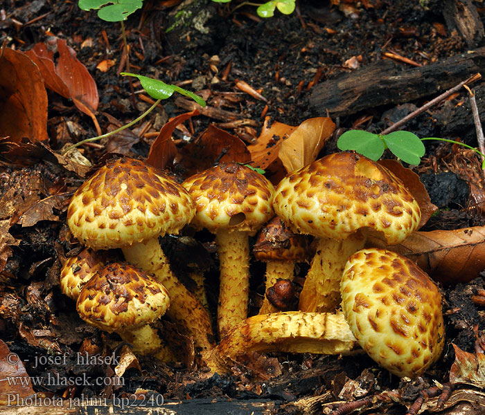 Pholiota jahnii Šupinovka tmavošupinná Pinselschüppling