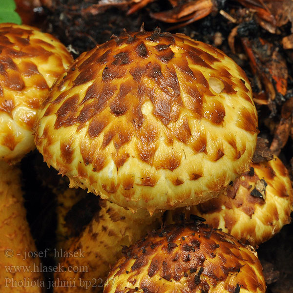 Pholiota jahnii Spitsschubbige bundelzwam Šupinovka Jahniova