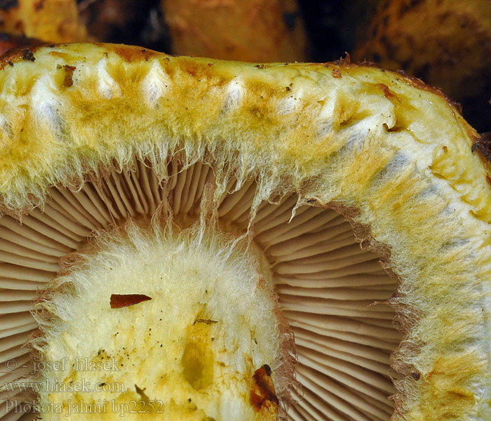 Pholiota jahnii Slimet skælhat Svartfjällig tofsskivling