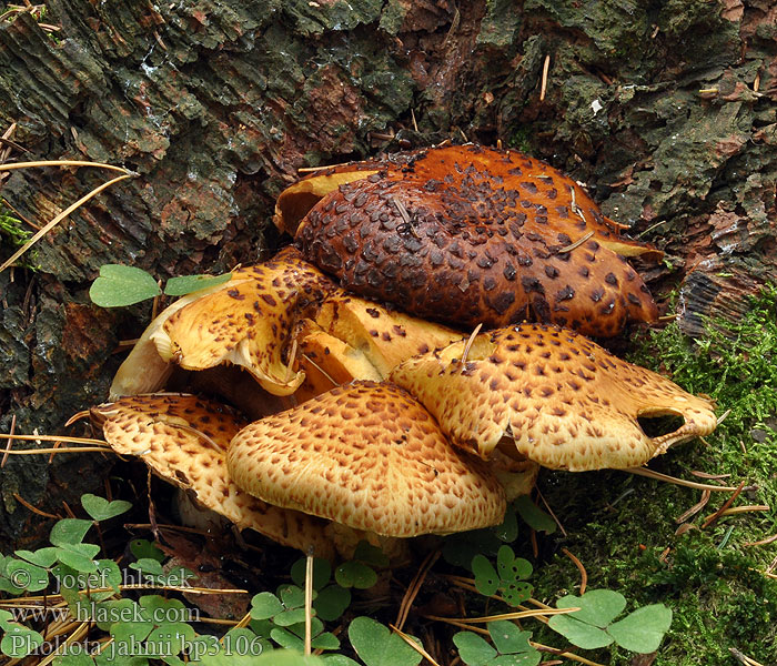 Pholiota jahnii Pyökkihelokka Pholiote Jahn Bøkeskjellsopp