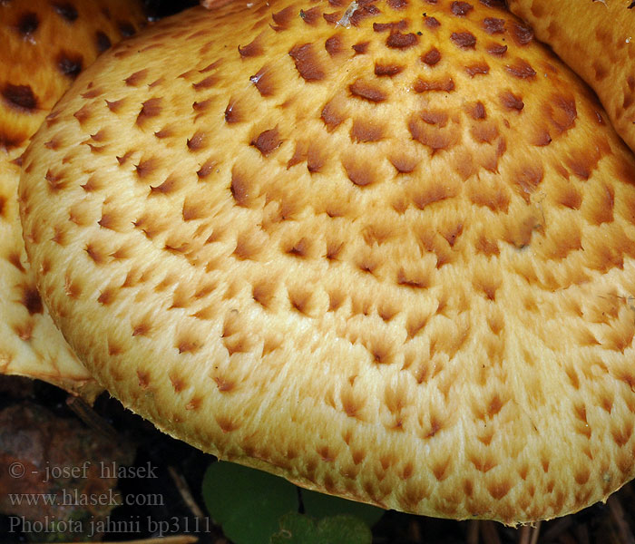 Pholiota_jahnii_bp3111