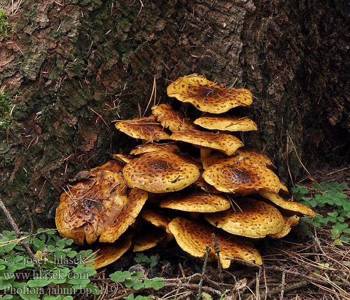 Pholiota jahnii Pinselschüppling