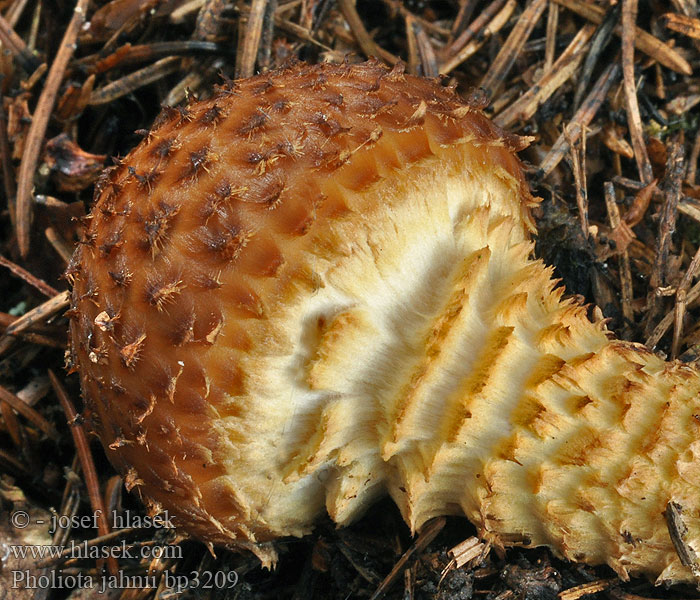 Pholiota jahnii Spitsschubbige bundelzwam